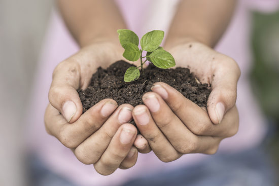 Créditos de carbono compensarão emissão de CO2 de veículos segurados