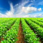 Aumento de subsídios agrícolas em São Paulo depende de liberação