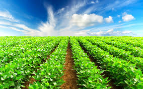 Aumento de subsídios agrícolas em São Paulo depende de liberação