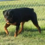 Sancor Seguros lança assistência para pet na contratação de seguro residencial