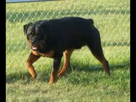 Sancor Seguros lança assistência para pet na contratação de seguro residencial