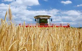 Penhor Rural: seguro mantém agronegócio estável para investir