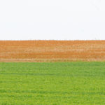 Tokio Marine expande atuação no agronegócio com novo Seguro Agro Safra