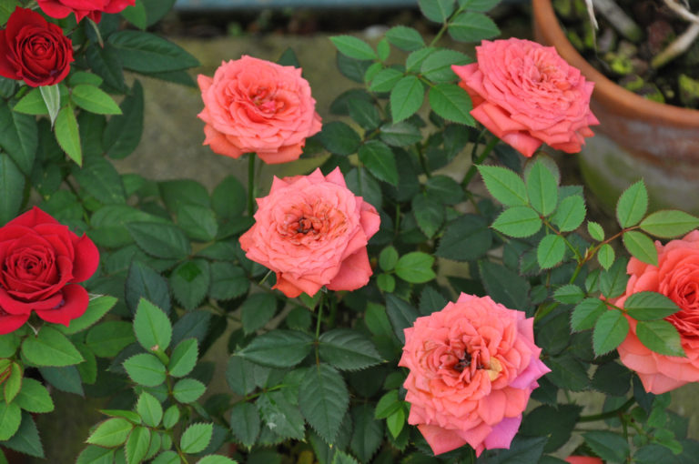 Feliz dia Internacional para todas Mulheres