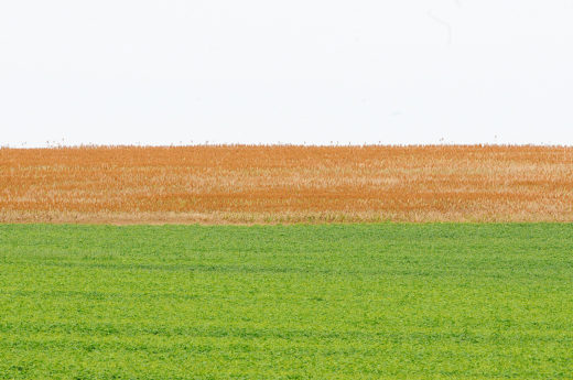 Tokio Marine expande atuação no agronegócio com novo Seguro Agro Safra