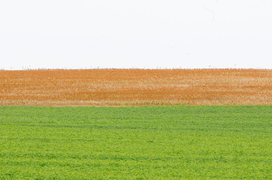 Tokio Marine expande atuação no agronegócio com novo Seguro Agro Safra