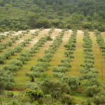 FenSeg: subsídio ao seguro rural será integralmente aproveitado pelo mercado