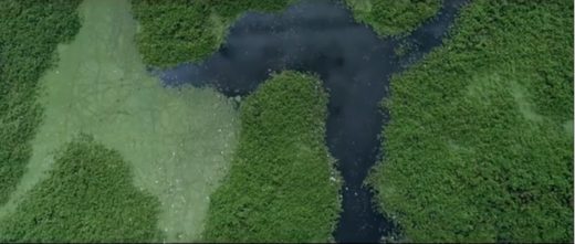 Sompo Seguros destaca relevância de projeto SOS Mata Atlântica