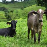 IBDS promove debate sobre Seguro Rural