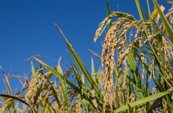 Seguro Rural Mapfre registra bom desempenho no primeiro trimestre