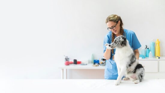 Argo lança campanha com desconto para celebrar ‘mês do médico veterinário’