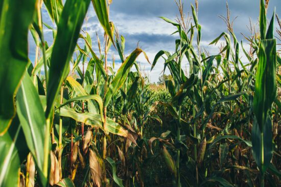 Seguro agrícola para a segunda safra de milho mitiga riscos climáticos