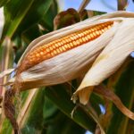 Fairfax inova com o desenvolvimento de seguro rural sustentável