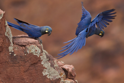 Seguros Unimed celebra um ano de parceria com a Fundação Biodiversitas