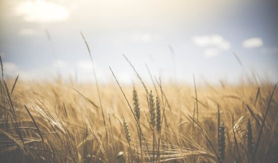 Café com seguro da ANSP traz uma foto atualizada do Seguro Agrícola no país