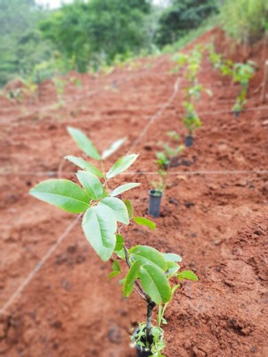 MetLife expande parceria o Itaú e lançam o programa “Floresta MetLife Itaú”