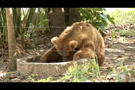 Porto transporta urso de Piracicaba até santuário no interior de São Paulo