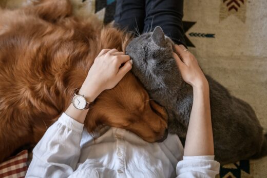 Mercado de seguros para pets prevê crescimento bilionário nos próximos anos