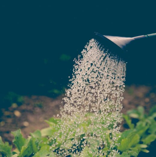 Seguro Rural tem alta procura e Wiz Concept agiliza sinistros