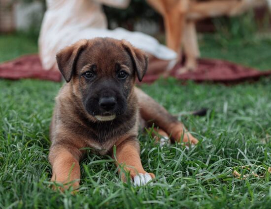 MetLife e Cobasi realizam diversas ações em prol do Dia Mundial dos Animais