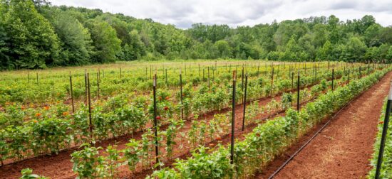 Seguro Rural paga mais de R$ 10 bilhões em 2022