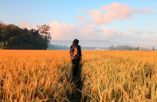 Indenização de 283 produtores com sinistros de arroz  na região sul de Santa Catarina