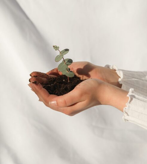 Colaboradores da Tokio Marine participam de ação  de plantio de árvores em São Paulo