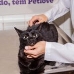 Petlove lança Plano Leve para cuidados com a saúde de cães e gatos