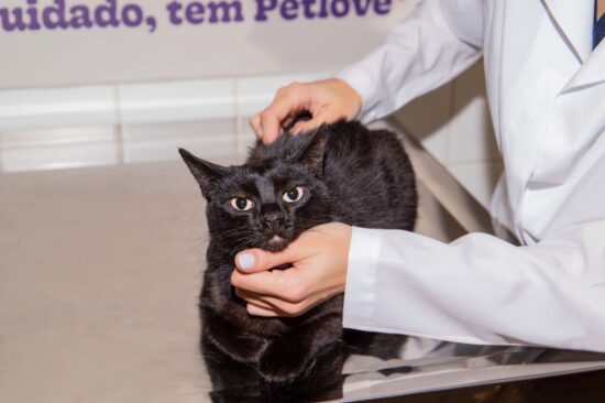 Petlove lança Plano Leve para cuidados com a saúde de cães e gatos