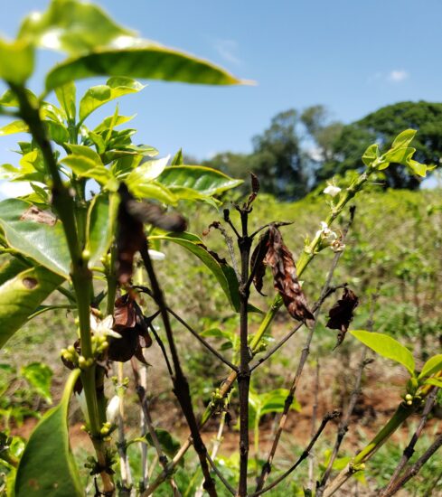Seguro para a cafeicultura mitiga riscos durante a florada do café