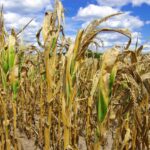 Eventos climáticos respondem por ocorrências no seguro Agrícola