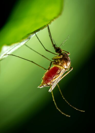 Azos anuncia que continuará com cobertura em casos de dengue
