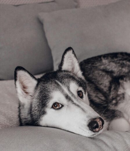 Porto Seguro inova com cobertura para pet no Seguro Residencial