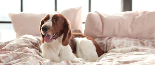 Seguro de Vida pode oferecer diárias gratuitas para pets