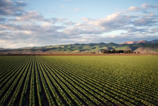 Cortes no Plano Safra e Seguro Rural aumentam incerteza para o agronegócio