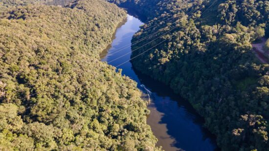 ‘Floresta Mapfre’ alcança 30 mil mudas e inicia nova etapa