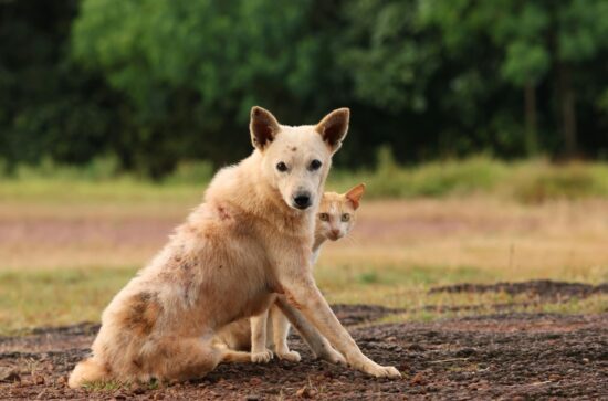 Brasma inicia jornada digital com A.Pet no Clube Dynamus