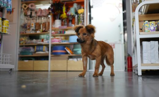 Seguro para pet shops protege negócios em setor em expansão